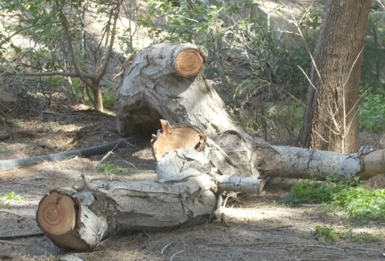 Alertan sobre troncos cortados en Pájara que ponen en riesgo la seguridad de la población