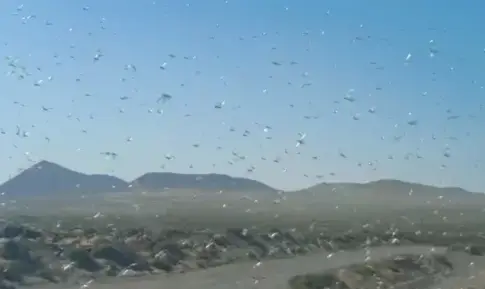 La calima trae langostas africanas a Lanzarote