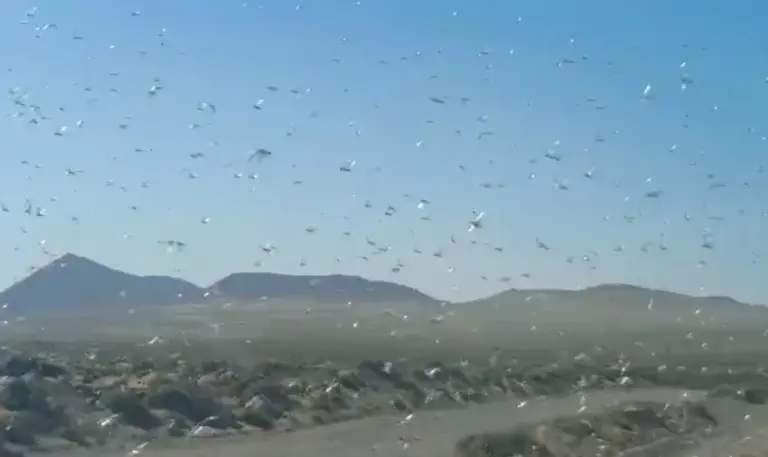 La calima trae langostas africanas a Lanzarote