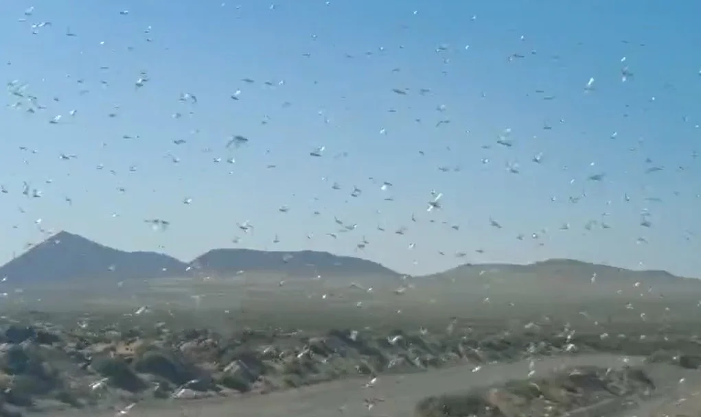 La calima trae langostas africanas a Canarias