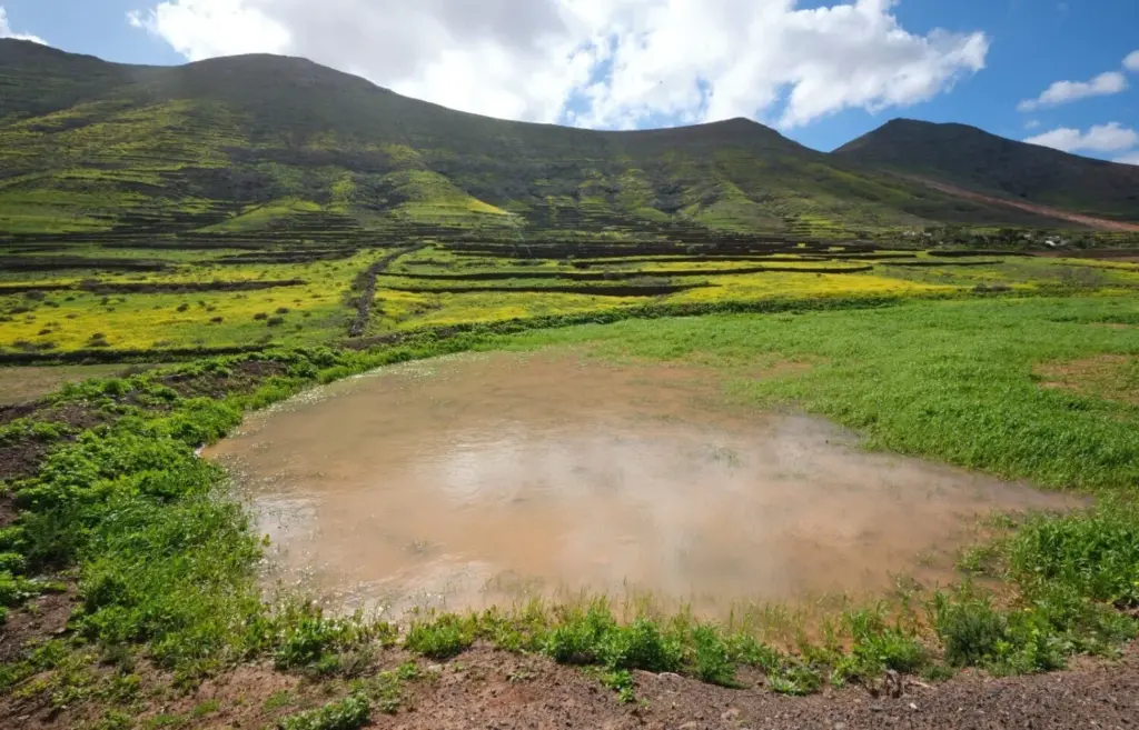 Fuerteventura celebra el Día de los Humedales con charcas, saladares y lagunas llenas por las lluvias
