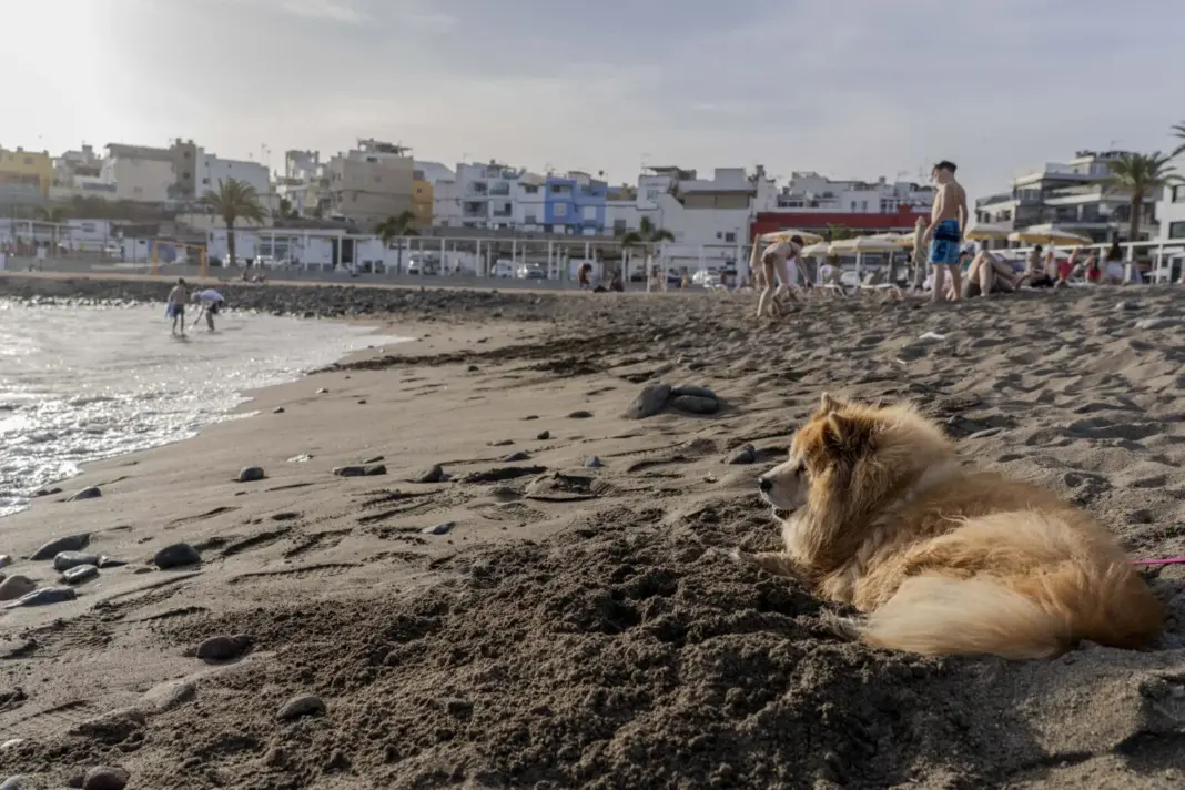 Mogán estrena cinco playas para mascotas con zonas acotadas y horarios adaptados