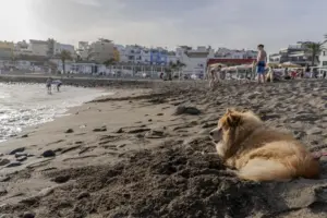 Mogán estrena cinco playas para mascotas con zonas acotadas y horarios adaptados