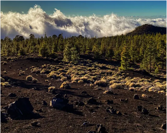 Parque Nacional del Teide. Imagen Gobierno de Canarias
