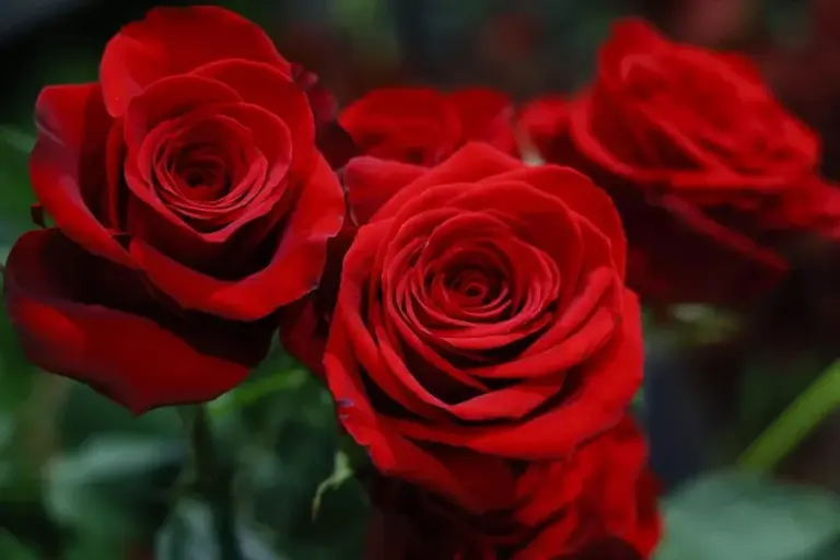 La rosa roja reinará en San Valentín en Canarias, aunque el 70% será importada