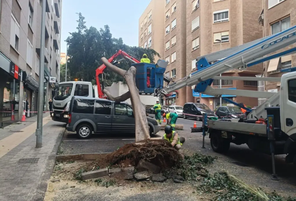 Árbol caído en la capital tinerfeña. Imagen RTVC