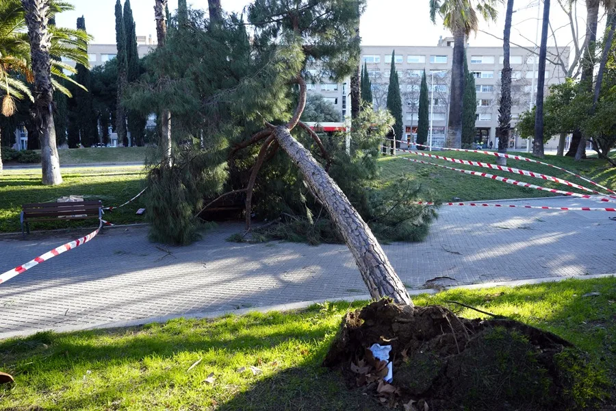 Un árbol caído en Barcelona. Imagen EFE