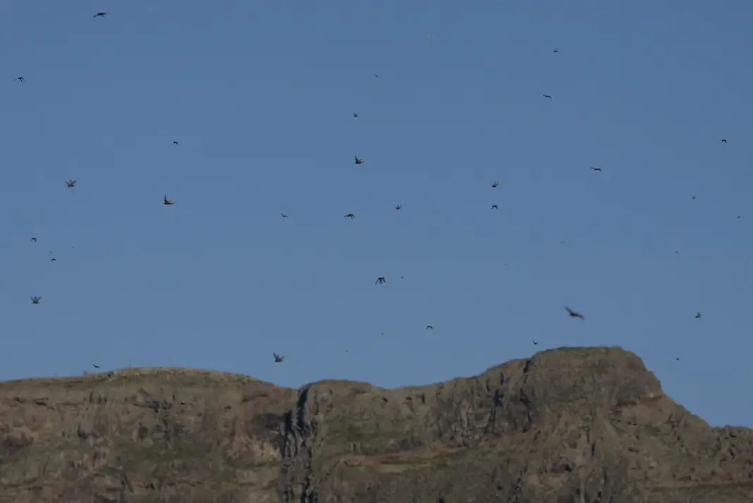 Este martes han aparecido en varios puntos de Lanzarote cientos de ejemplares de langosta africana. EFE/Adriel Perdomo