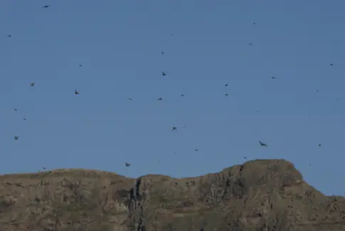 Las langostas se enfrentan a depredadores y a la lluvia
