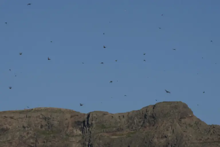 Las langostas se enfrentan a depredadores y a la lluvia