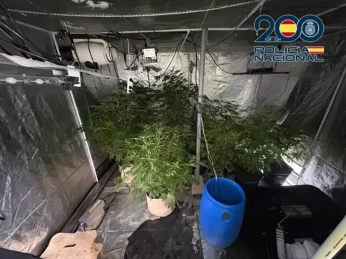La Policía Nacional descubre un cultivo indoor de marihuana en una vivienda de okupas en Pájara