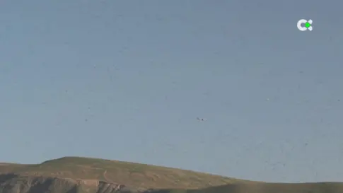 Lanzarote se mantiene alerta por la plaga de langostas