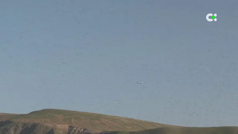 Langostas en Lanzarote: es un único enjambre y en principio son ejemplares adultos