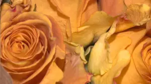 El sector de la flor cortada pierde 100.000 euros por el mal tiempo