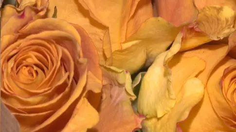 El sector de la flor cortada pierde 100.000 euros por el mal tiempo