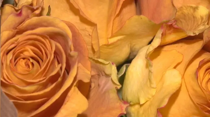 El sector de la flor cortada pierde 100.000 euros por el mal tiempo