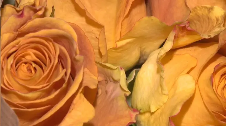 El sector de la flor cortada pierde 100.000 euros por el mal tiempo