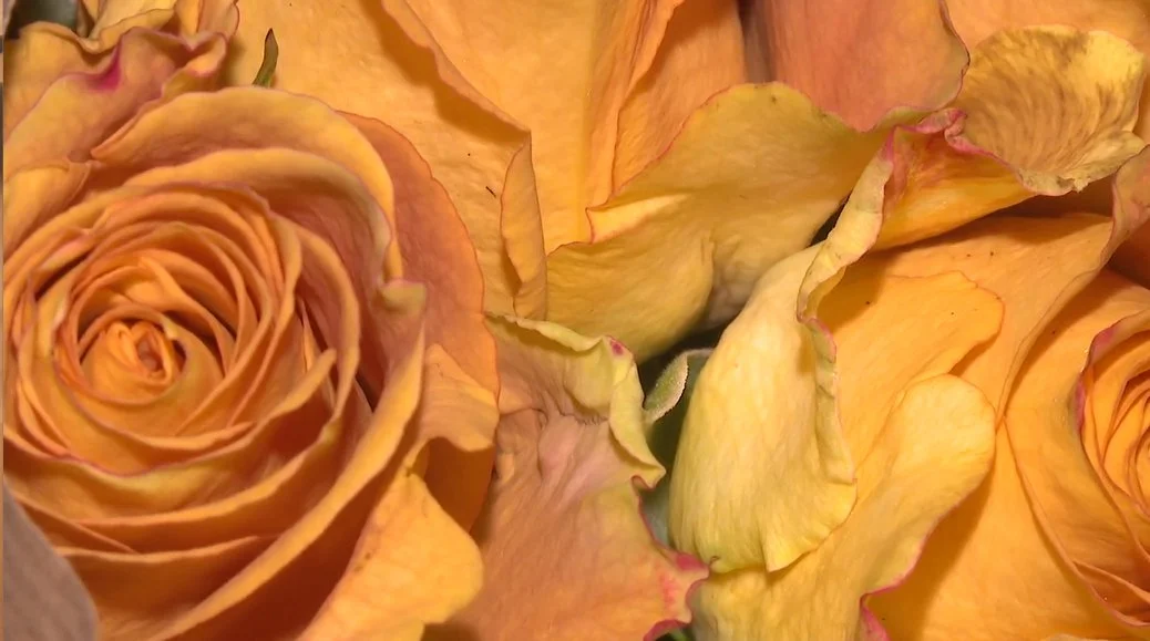 El sector de la flor cortada pierde 100.000 euros por el mal tiempo