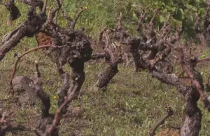 La bodega Castro y Magán renace tras el incendio en La Palma