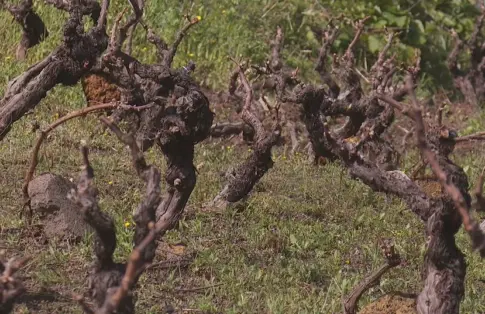 La bodega Castro y Magán renace tras el incendio en La Palma