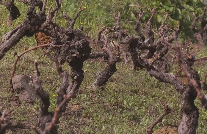 La bodega Castro y Magán renace tras el incendio en La Palma