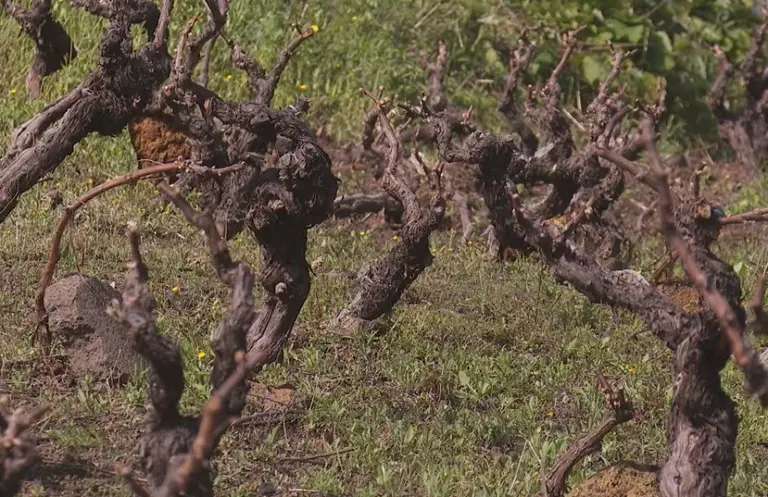 La bodega Castro y Magán renace tras el incendio en La Palma