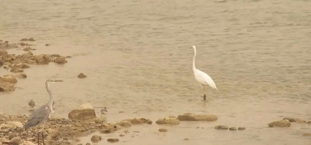 La Charca de Maspalomas recupera su equilibrio natural