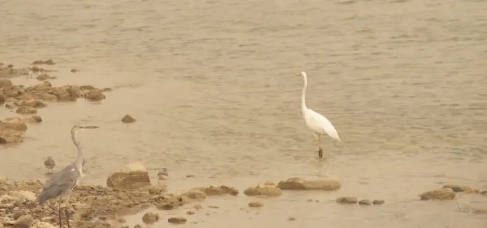 La Charca de Maspalomas recupera su equilibrio natural