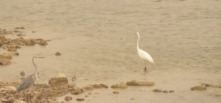 La Charca de Maspalomas recupera su equilibrio natural