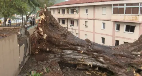 Se desconocen de momento las causas de la caída del drago de Los Realejos