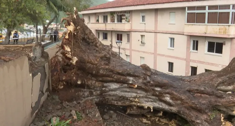 Se desconocen aún las causas de la caída del drago de Los Realejos