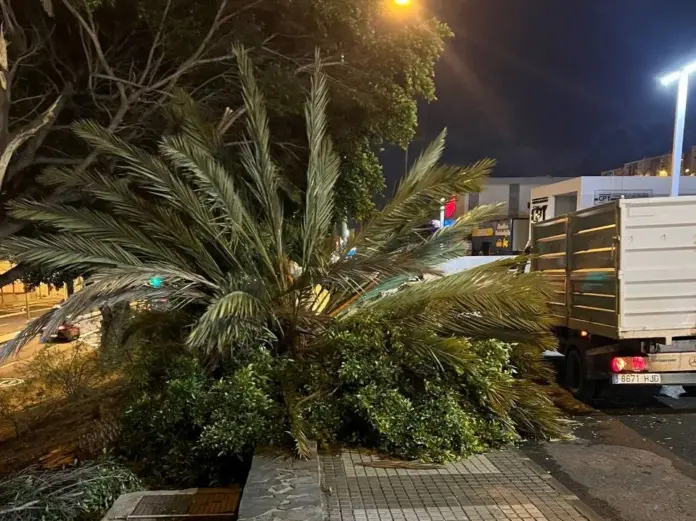 Una palmera cae como consecuencia del fuerte viento. Imagen Ayuntamiento de Las Palmas de Gran Canaria