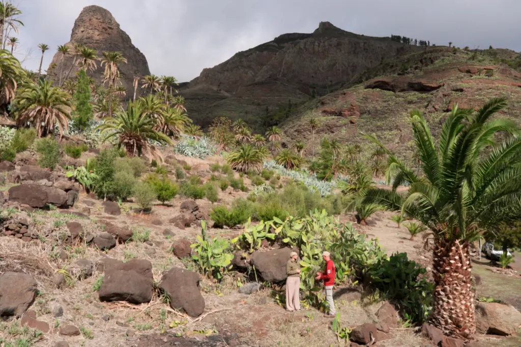 `Canarias Futura´ mira hacia La Gomera como ejemplo de sostenibilidad y reforestación. RTVC.