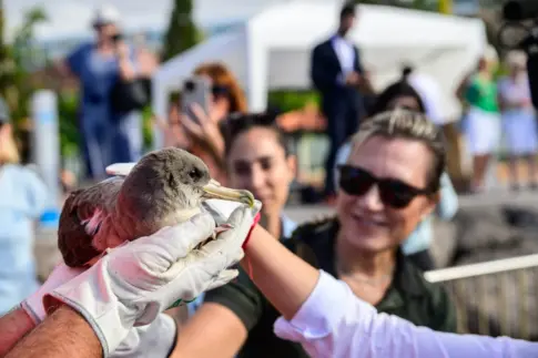 Rescatan más de 2.600 ejemplares de pardela cenicienta en Tenerife