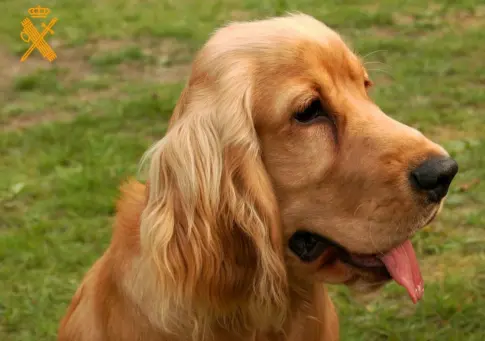 Investigan a dos personas por practicar la eutanasia a dos perros sin causa justificada