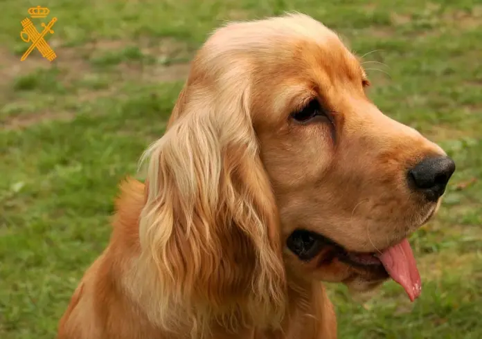 Uno de los perros al que se le aplicó la eutanasia. Imagen cedida por la Guardia Civil