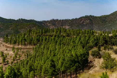 Gran Canaria impulsa el plan Nublo-Tamadaba