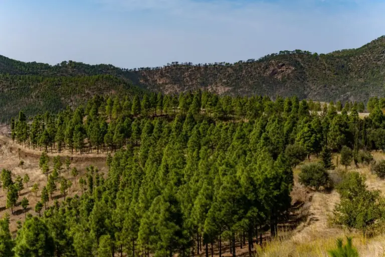 Gran Canaria impulsa el plan Nublo-Tamadaba