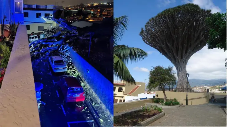 Cae el drago emblemático de Los Realejos, en Tenerife