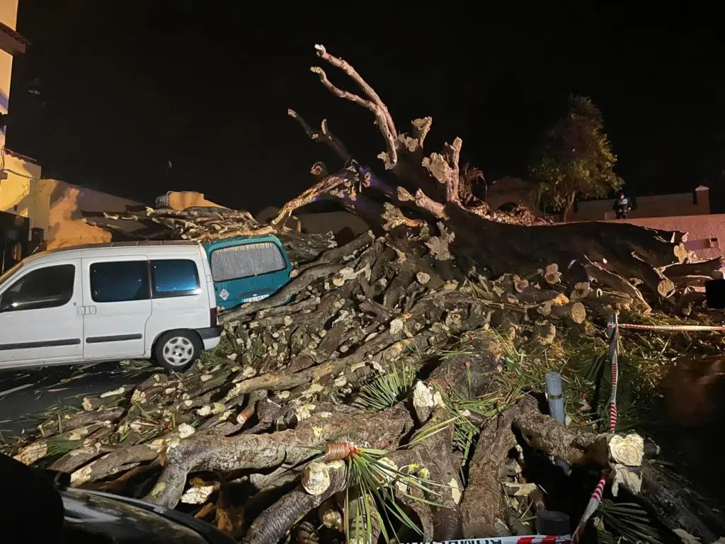El drago de Los Realejos cayó hace pocos minutos sobre varios vehículos sin causar heridos