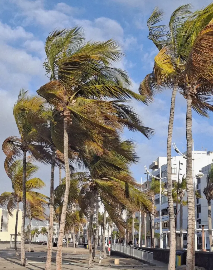 Viento Arrecife