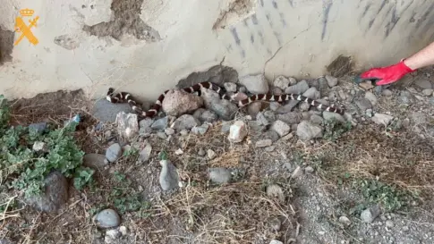 Investigan el traslado de culebras reales entre Gran Canaria y Tenerife