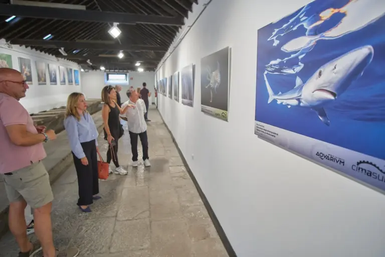 El Ciclo Internacional de Cine Submarino regresará en abril a la isla de Tenerife