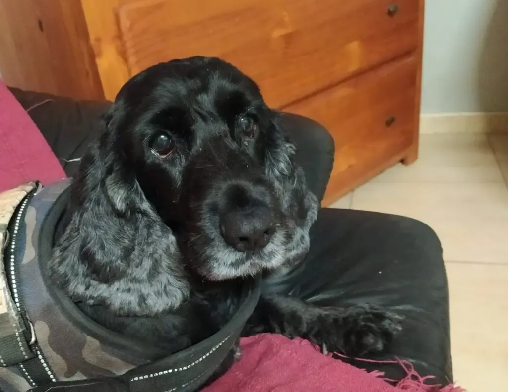 Segundo perro al que se le aplicó la eutanasia. Imagen cedida por la Guardia Civil