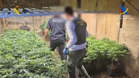 Desmantelan una finca de cultivo y distribución de marihuana en el sur de Tenerife