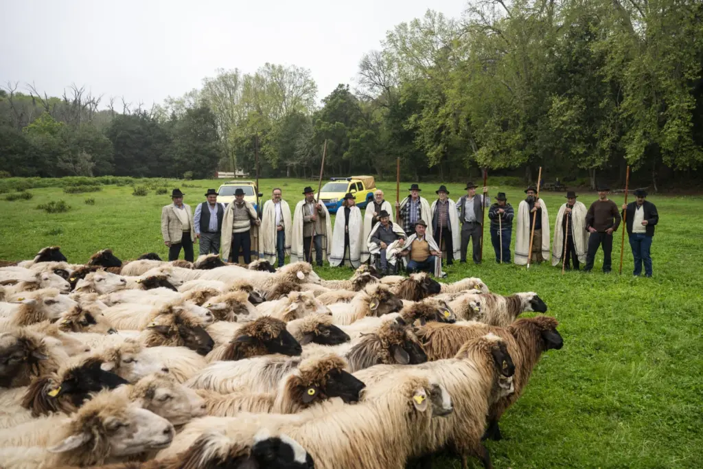 Ovejas en la foto de familia