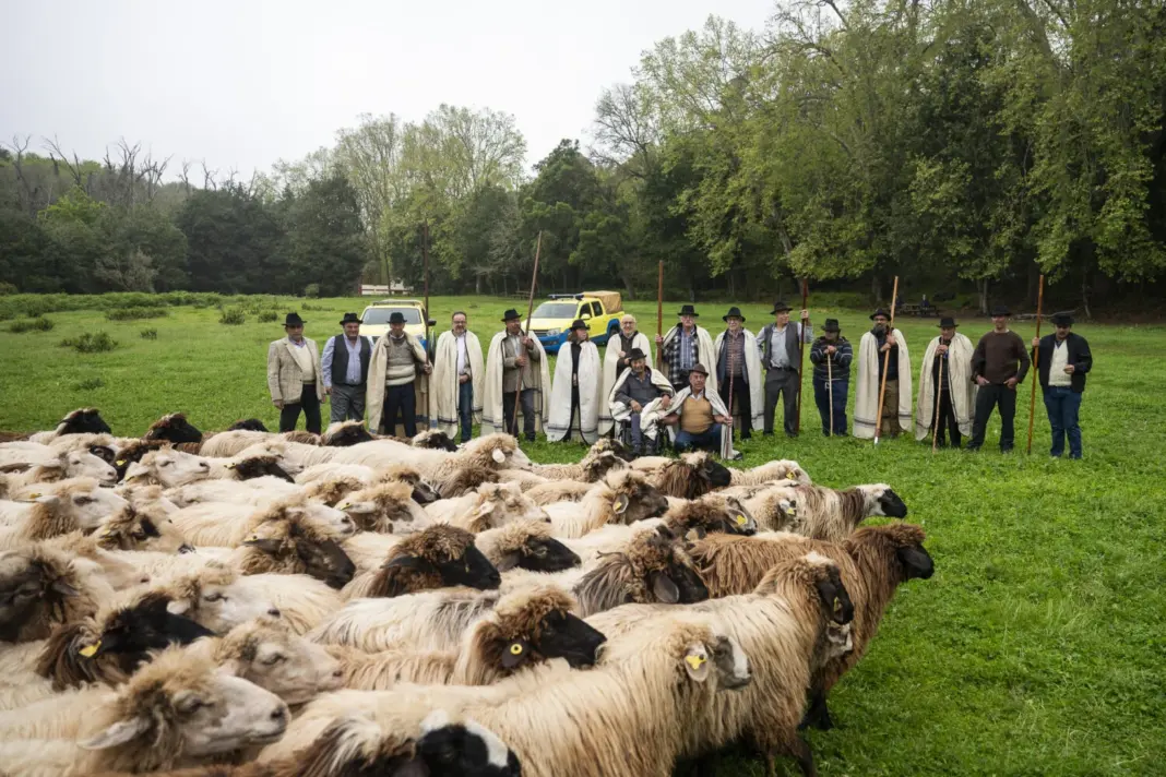 Ovejas en la foto de familia
