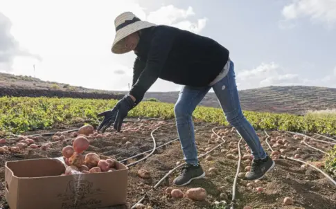 Lanzarote celebra este sábado el II Encuentro de Productores