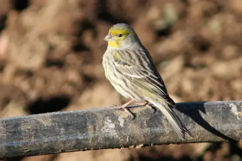 ‘La Volada’, el primer Festival de las Aves que se celebra en Gran Canaria