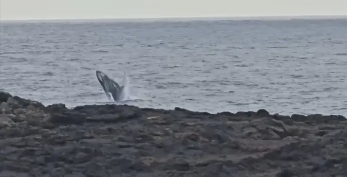 Una ballena yubarta y su cría sorprenden en la costa de El Hierro